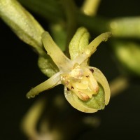 <i>Habenaria dolichostachya</i>  Thwaites